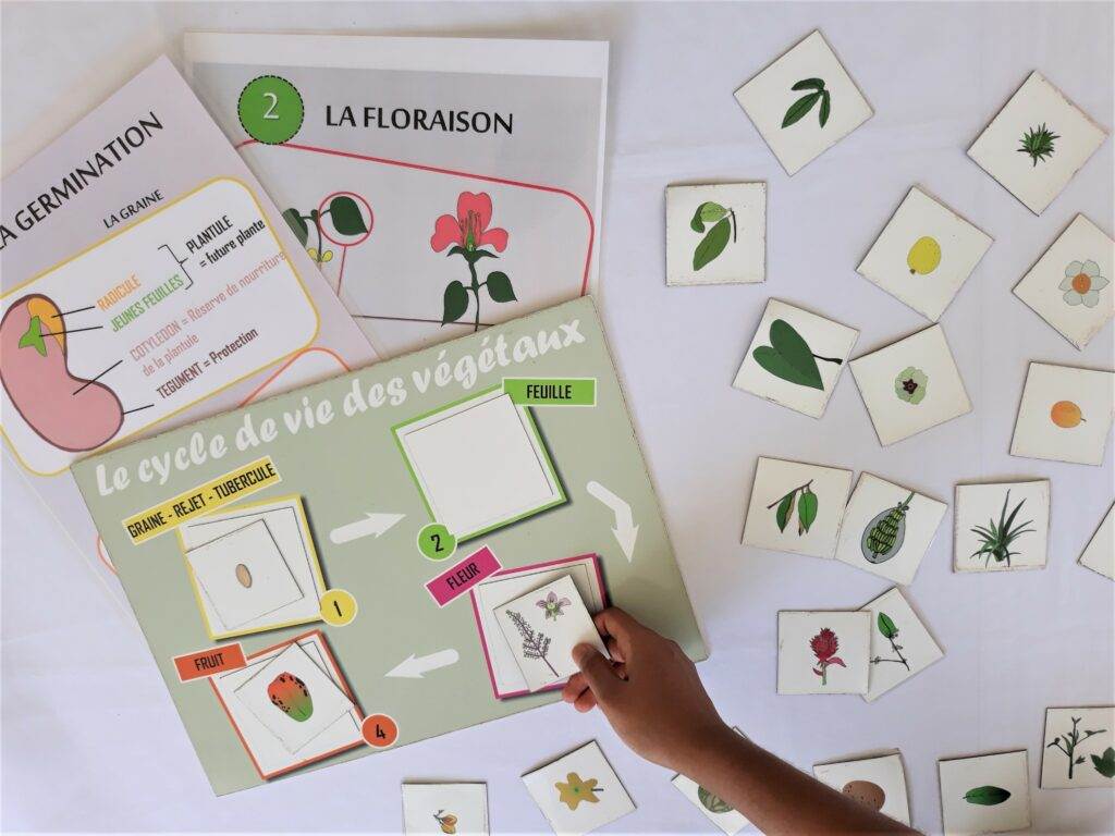 Atelier « Le cycle de vie des végétaux » | CARBET DES SCIENCES