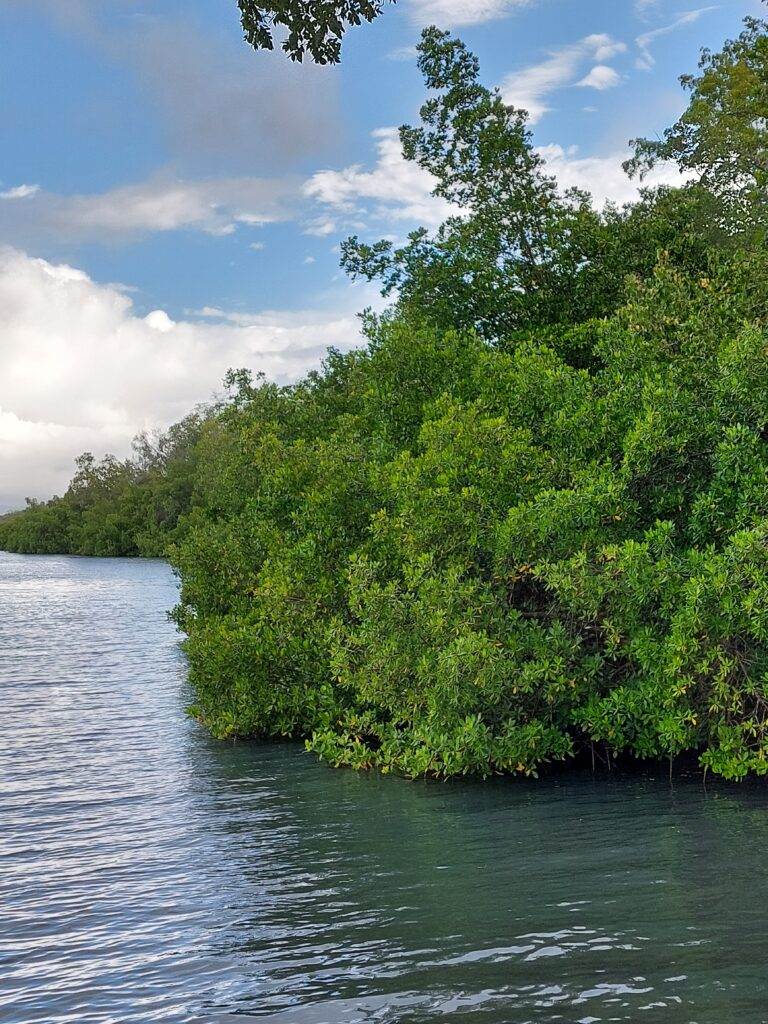 Mangrove ©Carbet des Sciences  