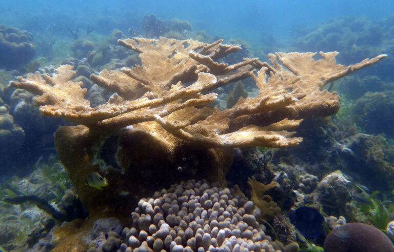 Corail - Acropora palmata sur le sentier sous-marin des îlets du François ©M. BRASSY - Carbet des Sciences