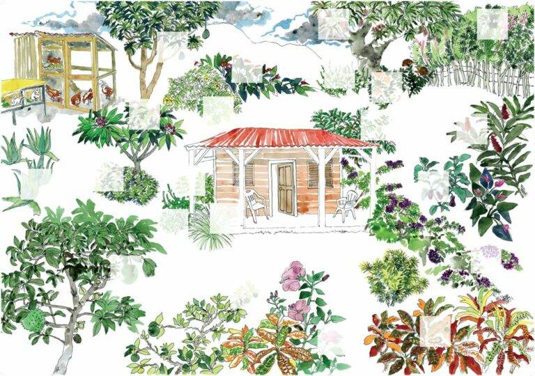 Dessin fond maison©Carbet des Sciences