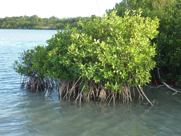 Mangrove ©Carbet des Sciences