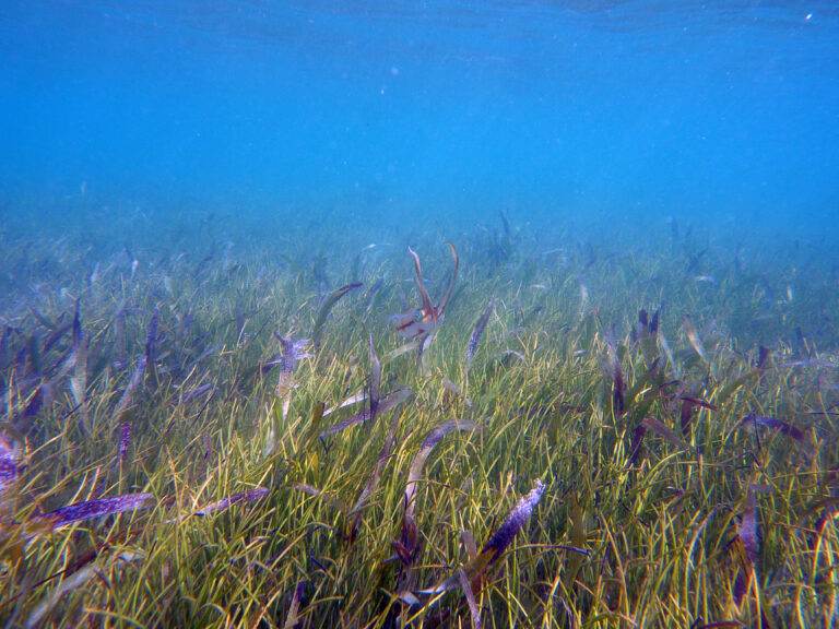 Paysage herbier ©M. BRASSY - Carbet des Sciences