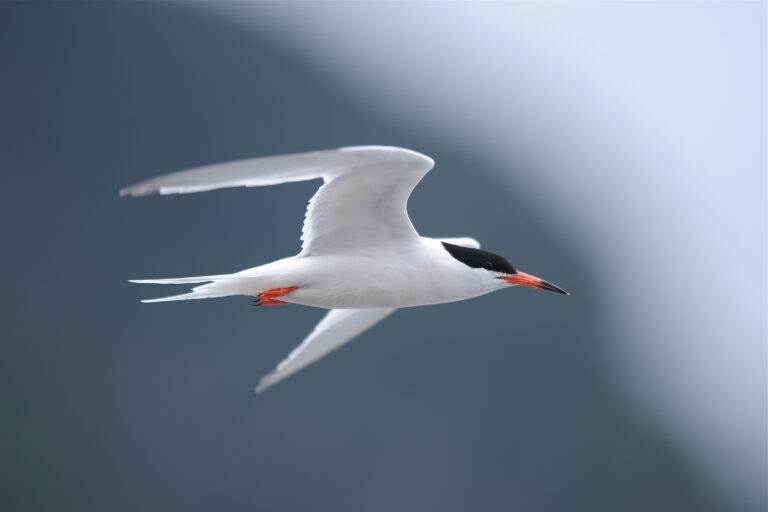 Atelier « Les oiseaux marins »