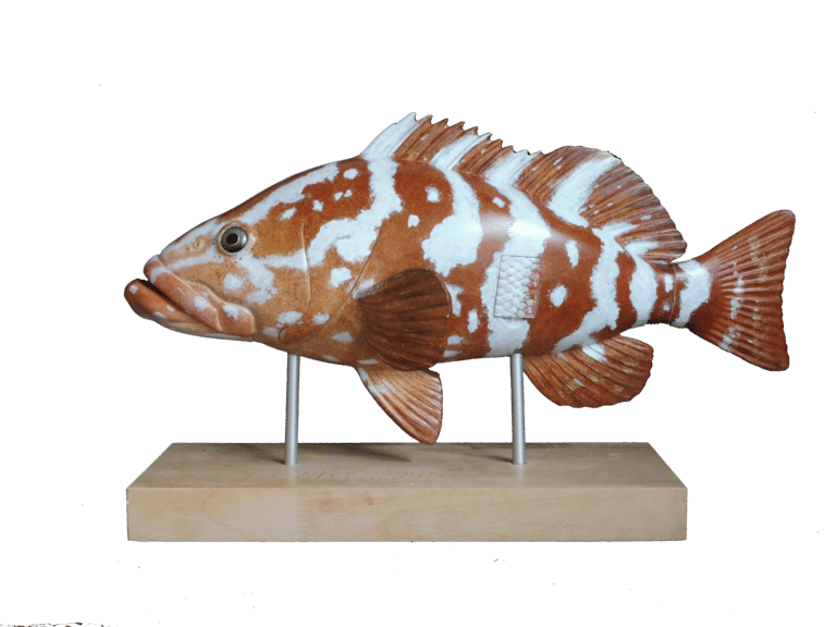Maquette mérou de Nassau de la mallette 