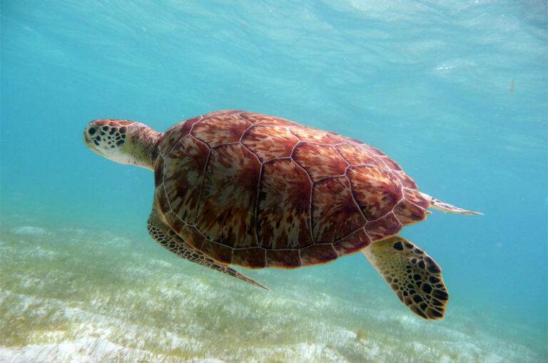 Tortue verte ©M. BRASSY - Carbet des Sciences