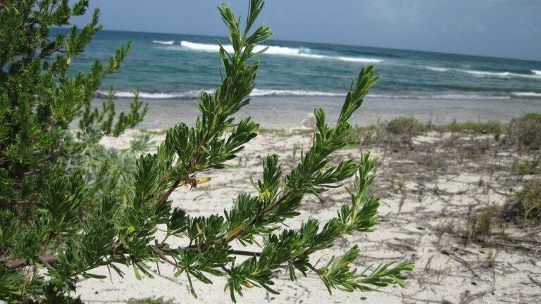 Plage - Littoral ©M. BRASSY - Carbet des Sciences