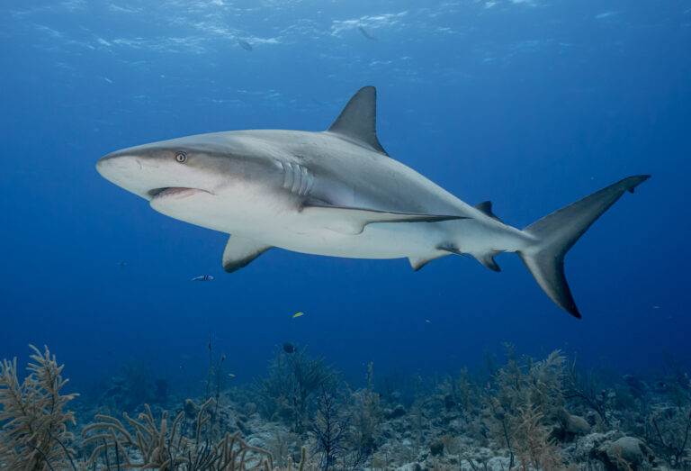 Atelier « Les requins »